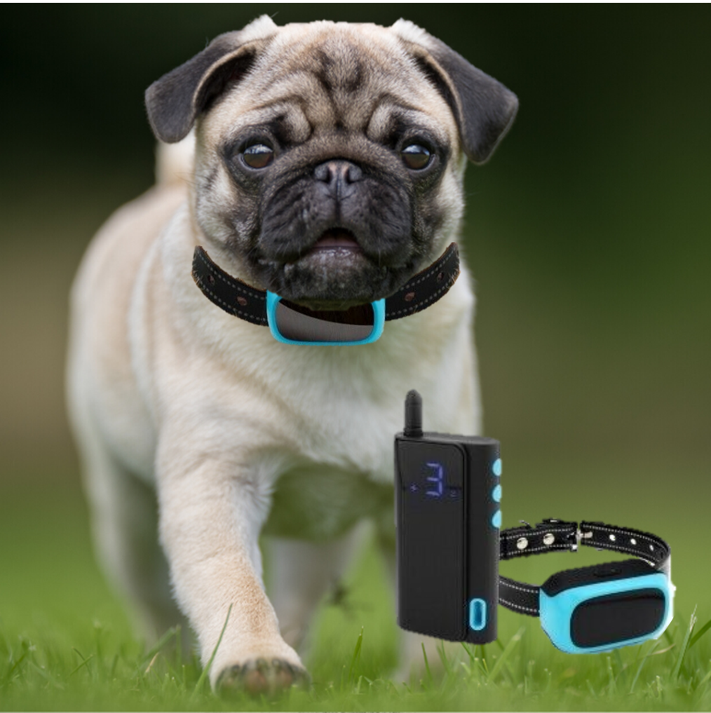 Toy dogs can make a lot of noise for their size, like this gorgeous pug.  Our tiny dog collar will help them to learn obedience quickly, with a handy transmitter and 3 operating modes.